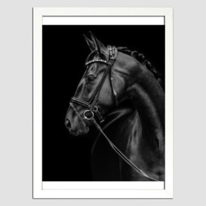 Black and White Horse
