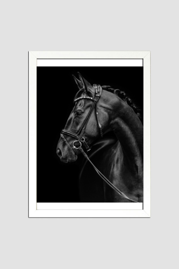 Black and White Horse